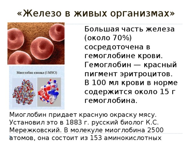 «Железо в живых организмах» Большая часть железа (около 70%) сосредоточена в гемоглобине крови. Гемоглобин — красный пигмент эритроцитов. В 100 мл крови в норме содержится около 15 г гемоглобина. Миоглобин придает красную окраску мясу. Установил это в 1883 г. русский биолог К.С. Мережковский. В молекуле миоглобина 2500 атомов, она состоит из 153 аминокислотных остатков .