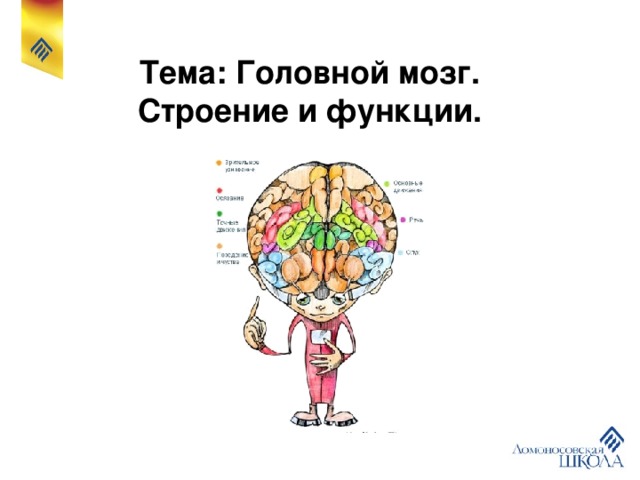 Тема: Головной мозг.  Строение и функции.