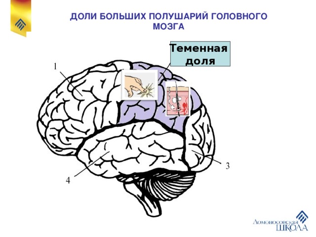 Теменная зона коры мозга. Центры теменной доли мозга. Темная Толя головного мозга. Доли больших полушарий.
