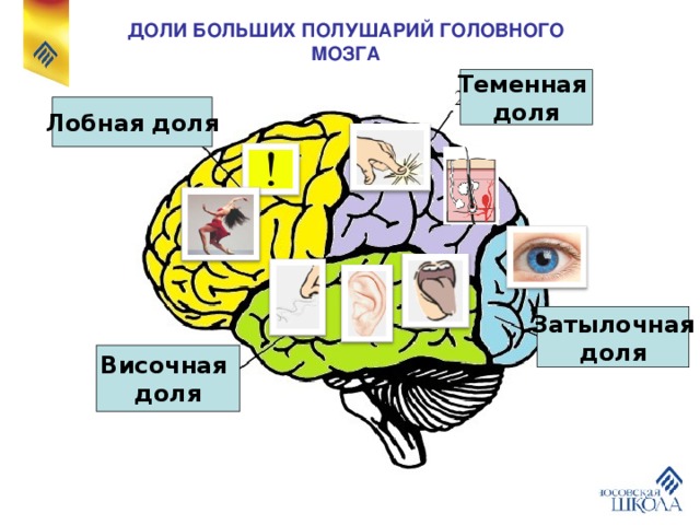 Зона затылочной доли мозга. Функции теменной доли головного мозга.