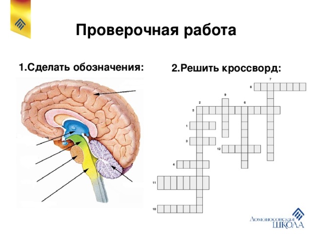 Проверочная работа 1.Сделать обозначения: 2.Решить кроссворд:                                                                                                                     5 2                 1                                               3       9             11   4                                                                   8                         10                           6                               7                                       12                                                                                                                                                                                                                                                                                                                                                                                                                          