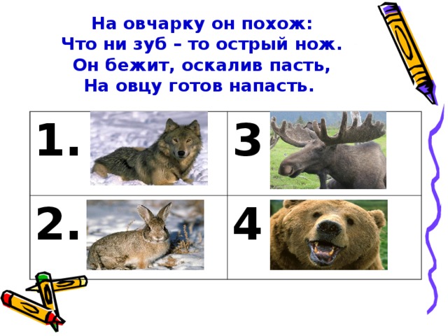 На овчарку он похож:  Что ни зуб – то острый нож.  Он бежит, оскалив пасть,  На овцу готов напасть. 1. 3 2. 4