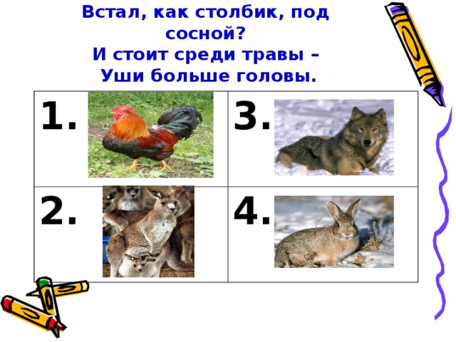 Что за зверь лесной  Встал, как столбик, под сосной?  И стоит среди травы –  Уши больше головы. 1. 3. 2. 4.