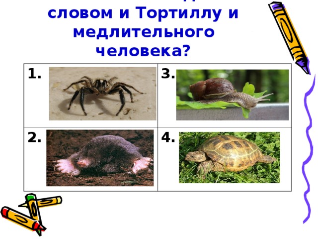 Как назвать одним словом и Тортиллу и медлительного человека? 1. 3. 2. 4.