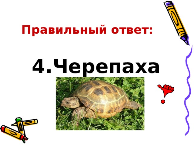 Правильный ответ: 4.Черепаха