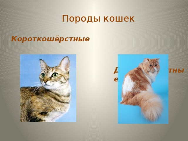 Породы кошек Короткошёрстные    Длинношёрстные