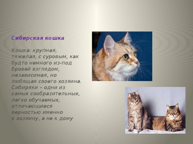 Сибирская кошка  Кошка: крупная, тяжелая, с суровым, как будто немного из-под бровей взглядом, независимая, но любящая своего хозяина. Сибиряки – одни из самых сообразительных, легко обучаемых, отличающиеся верностью именно к хозяину, а не к дому