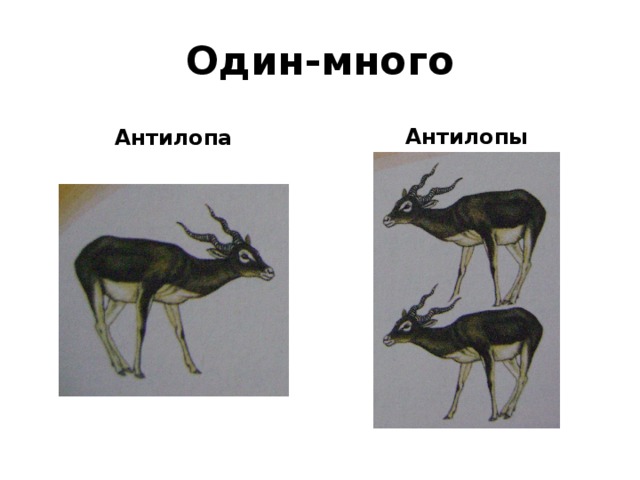 Один-много Антилопа Антилопы