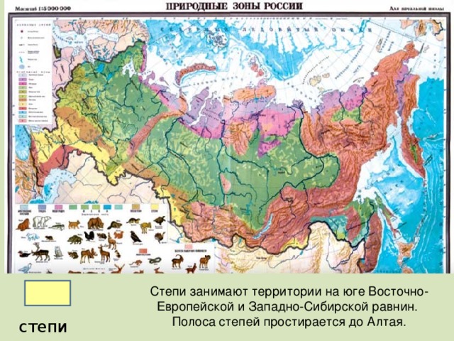 Степи занимают территории на юге Восточно-Европейской и Западно-Сибирской равнин. Полоса степей простирается до Алтая. степи