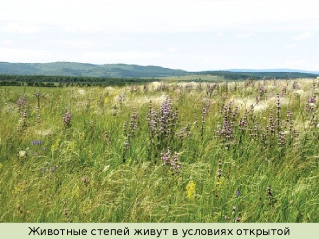 Животные степей живут в условиях открытой местности.