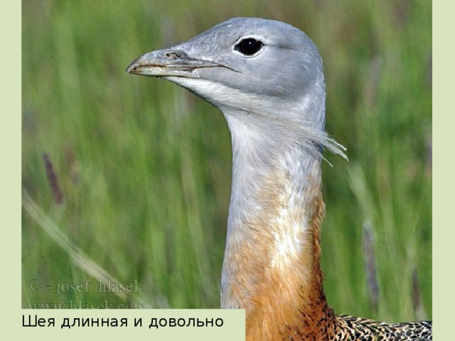 Шея длинная и довольно толстая .