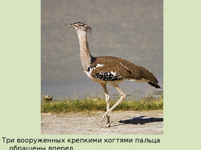 Три вооруженных крепкими когтями пальца обращены вперед.