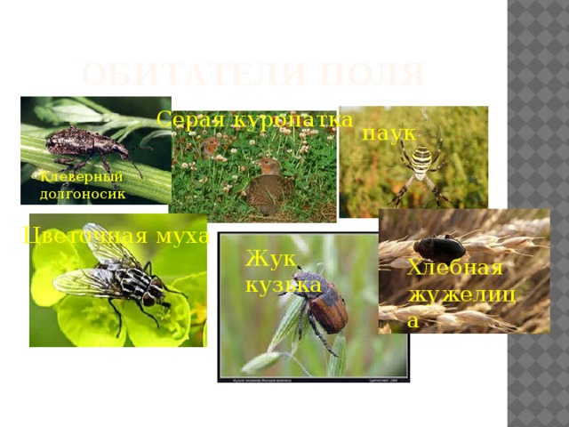 Обитатели поля Серая куропатка паук Клеверный долгоносик Цветочная муха Жук кузька Хлебная жужелица