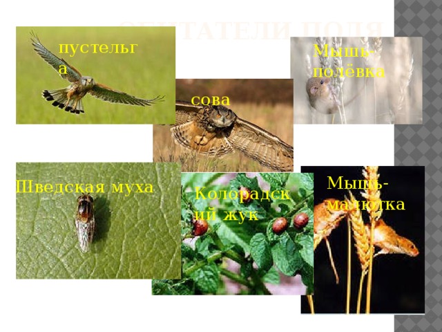Обитатели поля пустельга Мышь-полёвка сова Мышь-малютка Шведская муха Колорадский жук