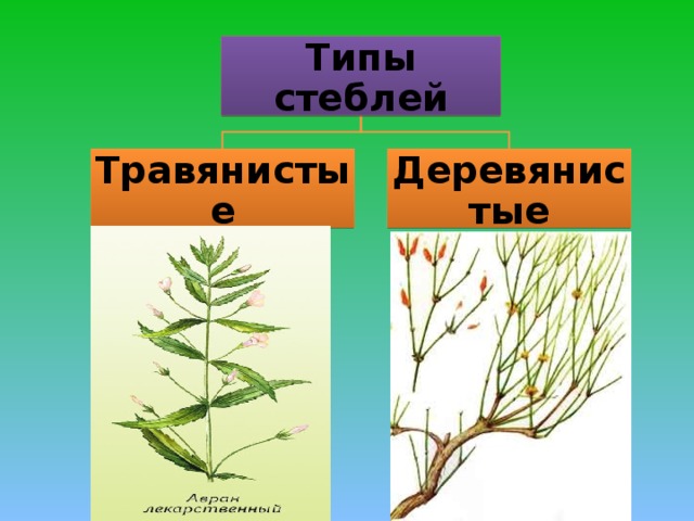 Типы стеблей Травянистые Деревянистые
