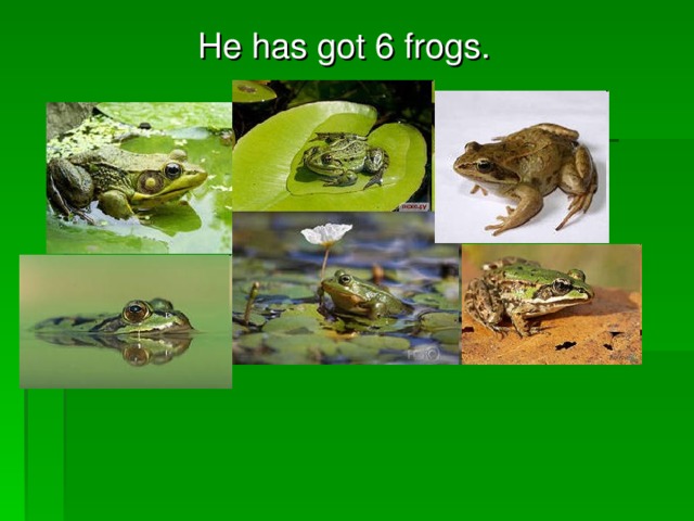 He has got 6 frogs.