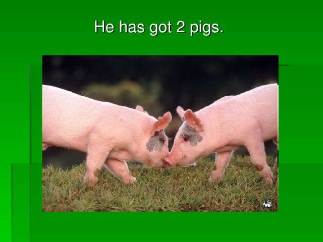 He has got 2 pigs.