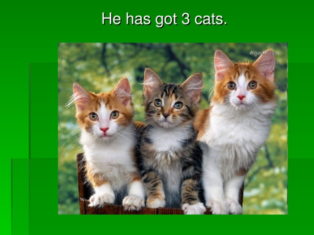 He has got 3 cats.