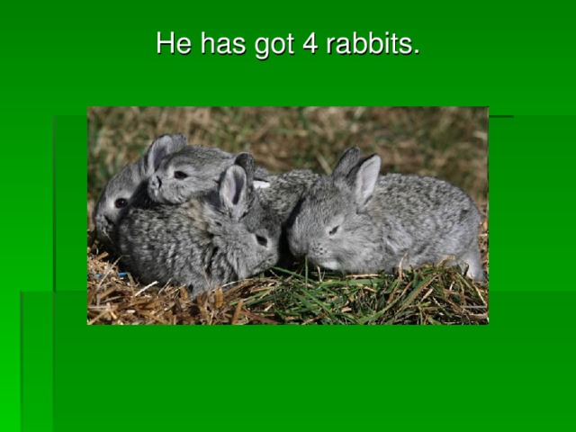 He has got 4 rabbits.