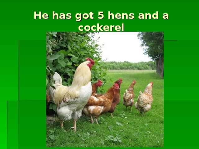 He has got 5 hens and a cockerel