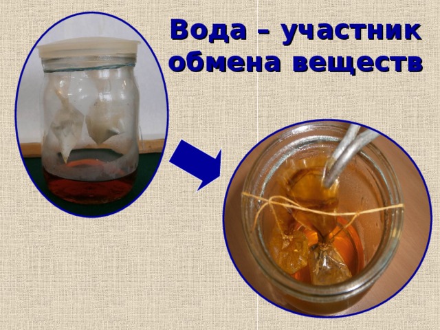 Вода – участник  обмена веществ