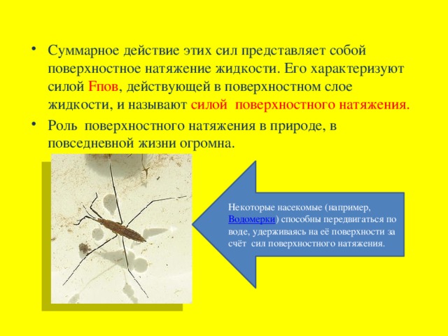 Суммарное действие этих сил представляет собой поверхностное натяжение жидкости. Его характеризуют силой Fпов , действующей в поверхностном слое жидкости, и называют силой поверхностного натяжения. Роль поверхностного натяжения в природе, в повседневной жизни огромна. Некоторые насекомые (например, Водомерки