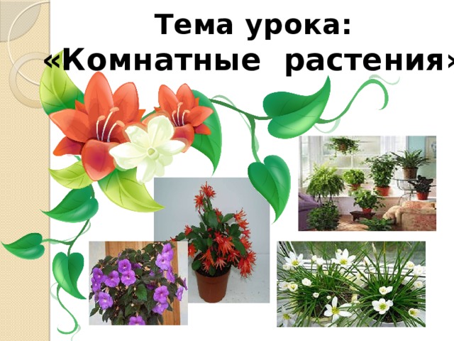 Тема урока:  «Комнатные растения»