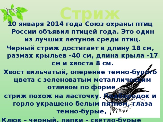 Стриж 10 января 2014 года Союз охраны птиц России объявил птицей года. Это один из лучших летунов среди птиц. Черный стриж достигает в длину 18 см, размах крыльев -40 см, длина крыла -17 см и хвоста 8 см. Хвост вильчатый, оперение темно-бурого цвета с зеленоватым металлическим отливом по форме стриж похож на ласточку. Подбородок и горло украшено белым пятном, глаза темно-бурые, Клюв – черный, лапки – светло-бурые