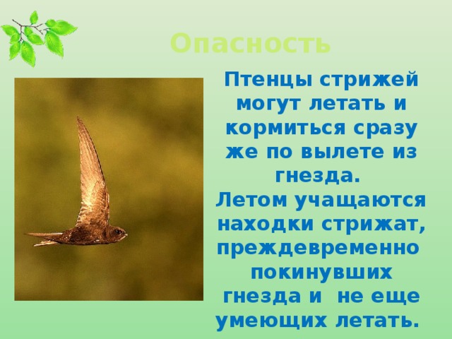 Опасность Птенцы стрижей могут летать и кормиться сразу же по вылете из гнезда. Летом учащаются находки стрижат, преждевременно покинувших гнезда и не еще умеющих летать.