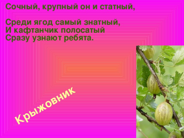 Сочный, крупный он и статный,  Среди ягод самый знатный,  И кафтанчик полосатый  Сразу узнают ребята.   Крыжовник