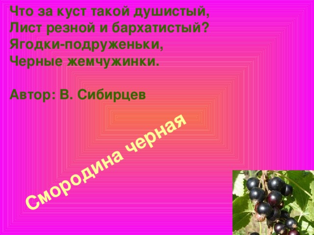 Что за куст такой душистый,  Лист резной и бархатистый?  Ягодки-подруженьки,  Черные жемчужинки.   Автор: В. Сибирцев        Смородина черная