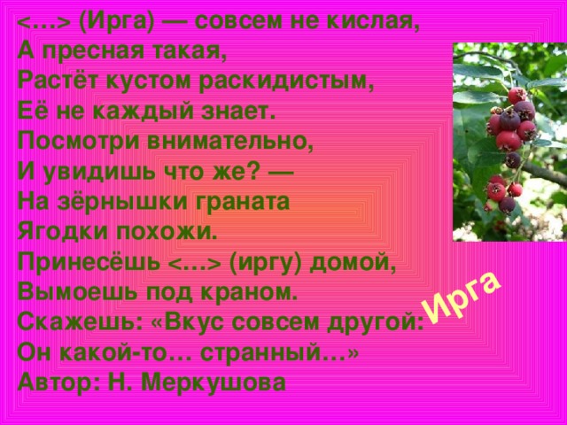 (Ирга) — совсем не кислая,  А пресная такая,  Растёт кустом раскидистым,  Её не каждый знает.  Посмотри внимательно,  И увидишь что же? —  На зёрнышки граната  Ягодки похожи.  Принесёшь  (иргу) домой,  Вымоешь под краном.  Скажешь: «Вкус совсем другой:  Он какой-то… странный…»  Автор: Н. Меркушова    Ирга