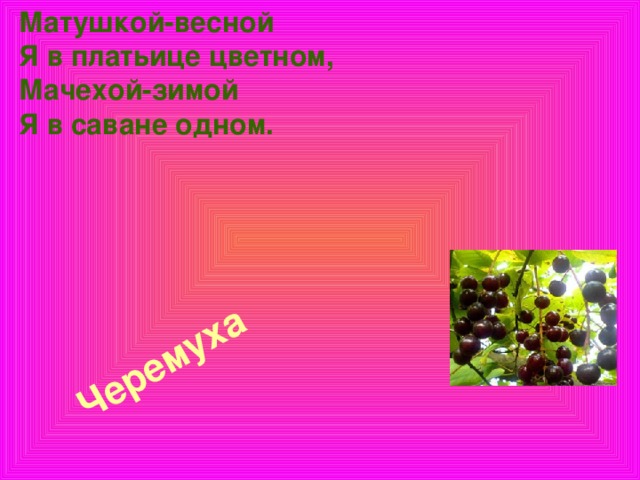 Матушкой-весной  Я в платьице цветном,  Мачехой-зимой  Я в саване одном.    Черемуха