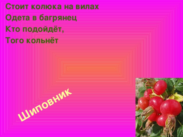 Стоит колюка на вилах Шиповник   Одета в багрянец Кто подойдёт, Того кольнёт