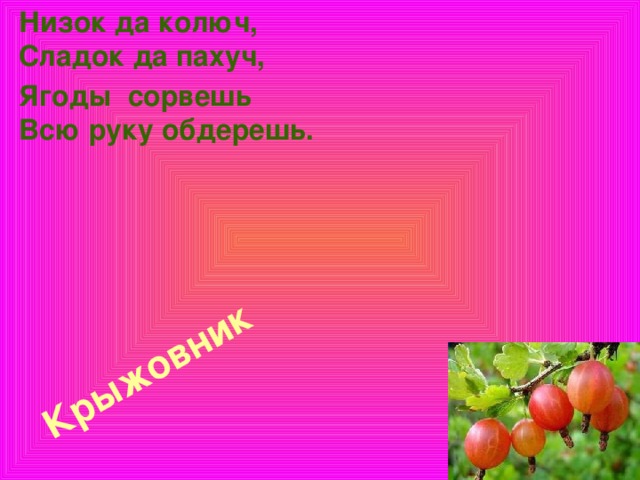 Низок да колюч,  Сладок да пахуч, Крыжовник   Ягоды сорвешь  Всю руку обдерешь.