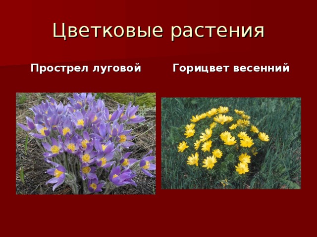 Цветковые растения Прострел луговой Горицвет весенний