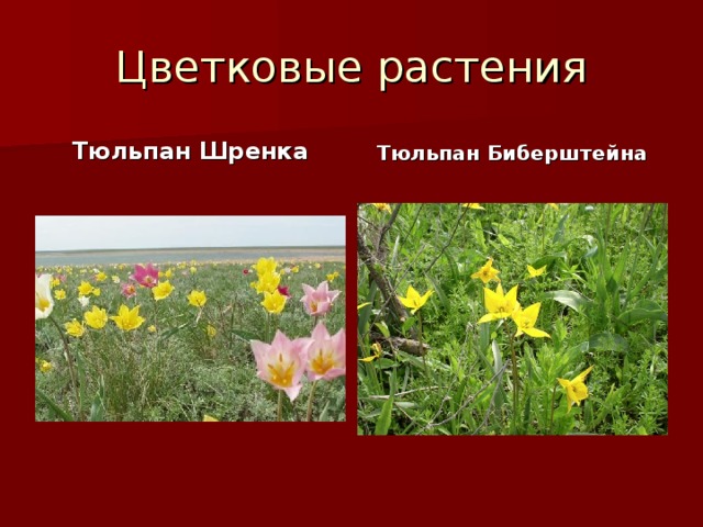 Цветковые растения Тюльпан Шренка Тюльпан Биберштейна
