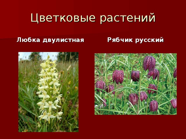 Цветковые растений Любка двулистная Рябчик русский