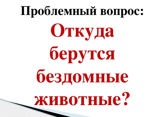 Проблемный вопрос: Откуда берутся бездомные животные?