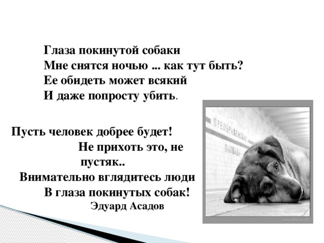 Глаза покинутой собаки  Мне снятся ночью ... как тут быть?  Ее обидеть может всякий  И даже попросту убить .  Пусть человек добрее будет! Не прихоть это, не пустяк..  Внимательно вглядитесь люди В глаза покинутых собак!                     Эдуард Асадов