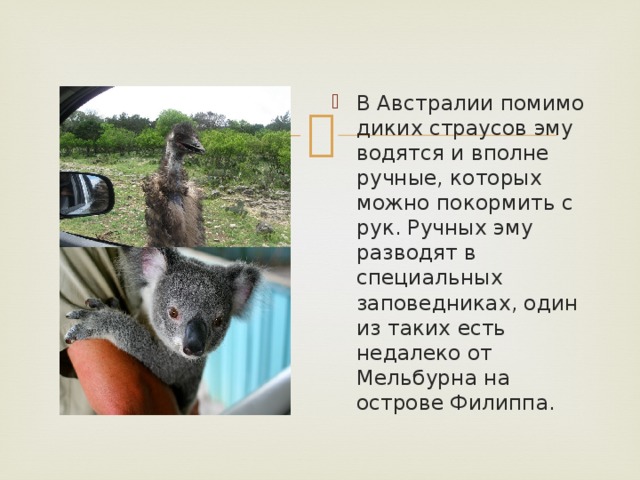 В Австралии помимо диких страусов эму водятся и вполне ручные, которых можно покормить с рук. Ручных эму разводят в специальных заповедниках, один из таких есть недалеко от Мельбурна на острове Филиппа.