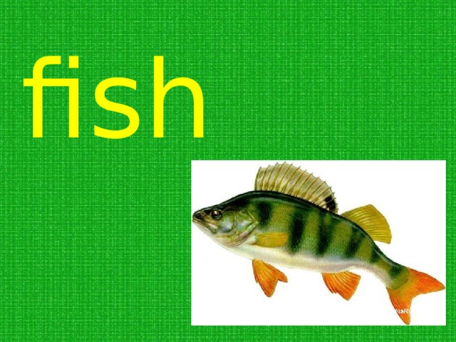 fish