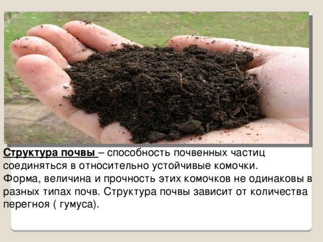 Структура почвы – способность почвенных частиц соединяться в относительно устойчивые комочки. Форма, величина и прочность этих комочков не одинаковы в разных типах почв. Структура почвы зависит от количества перегноя ( гумуса).