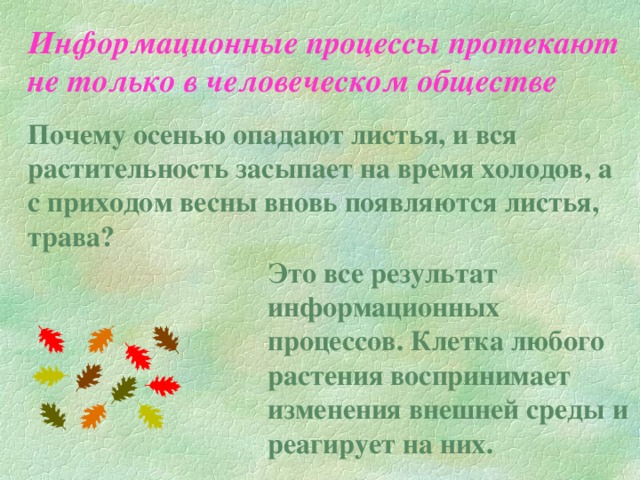 Информационные процессы протекают не только в человеческом обществе  Почему осенью опадают листья, и вся растительность засыпает на время холодов, а с приходом весны вновь появляются листья, трава? Это все результат информационных процессов. Клетка любого растения воспринимает изменения внешней среды и реагирует на них.