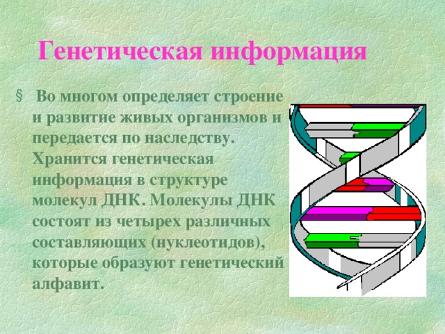 Генетическая информация