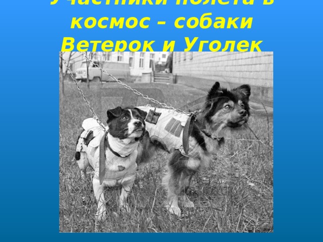 Участники полета в космос – собаки Ветерок и Уголек