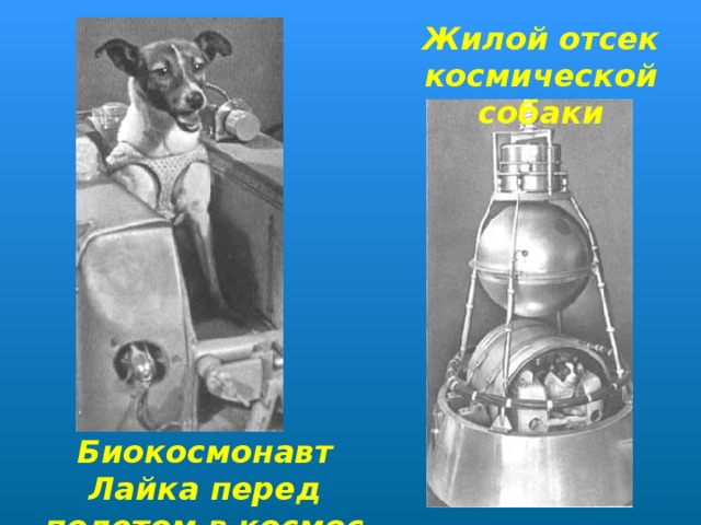 Жилой отсек космической собаки Биокосмонавт Лайка перед полетом в космос