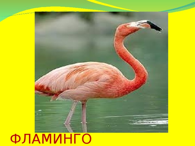 ФЛАМИНГО