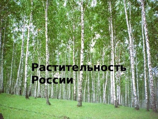 Растительность России Растительность России