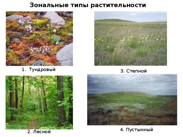 Зональные типы растительности 1. Тундровый 3. Степной 4. Пустынный 2. Лесной